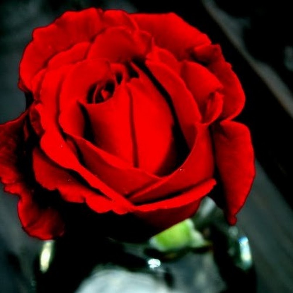 Meet your Posher, Yina